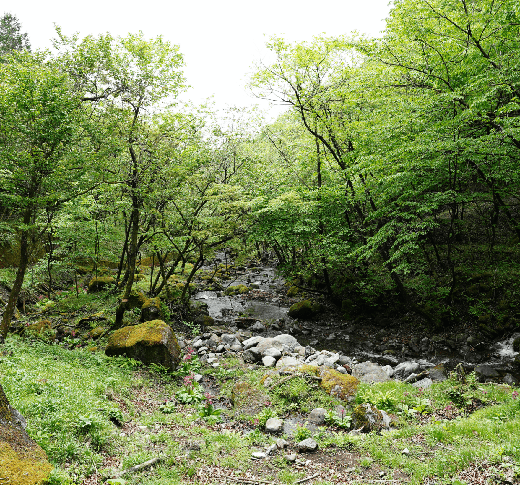 日光霧降高原チロリン村